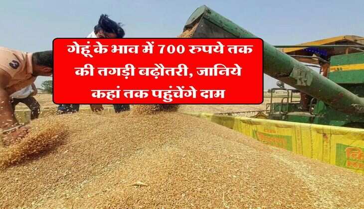 Wheat Rate Hike : गेहूं के भाव में 700 रुपये तक की तगड़ी बढ़ौतरी, जानिये कहां तक पहुंचेंगे दाम