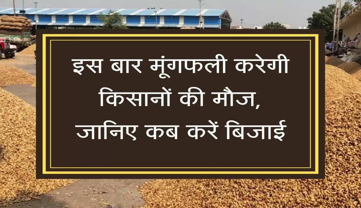 Right time for sowing groundnut इस बार मूंगफली करेगी किसानों की मौज, जानिए कब करें बिजाई