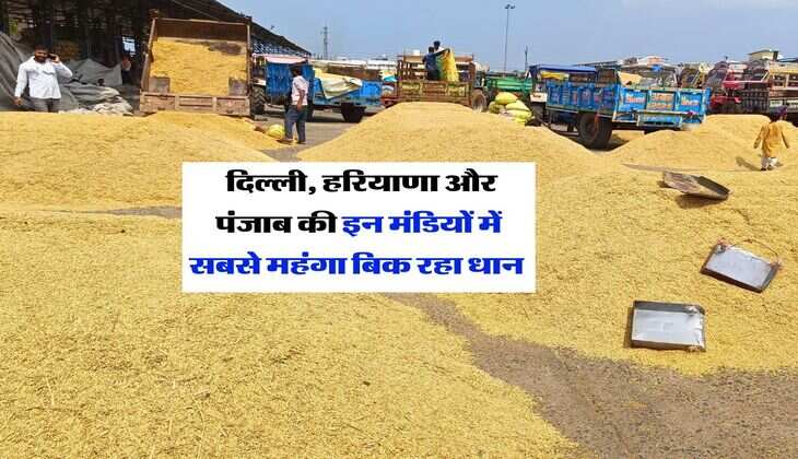 Mandi Bhav : दिल्ली, हरियाणा और पंजाब की इन मंडियों में सबसे महंगा बिक रहा धान&nbsp;