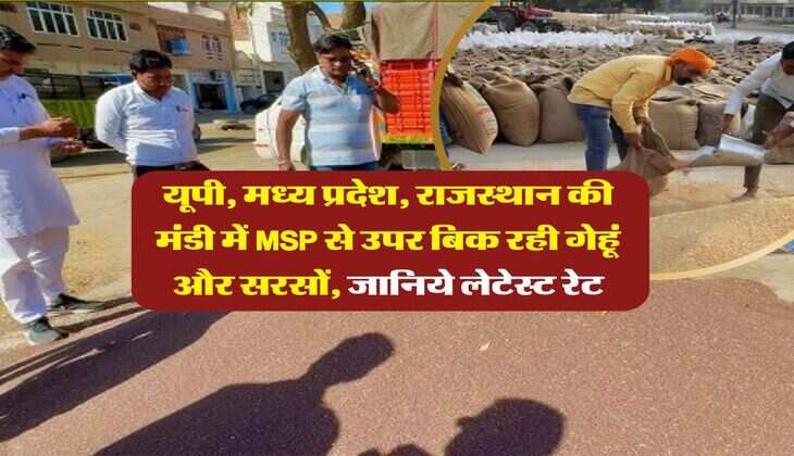 Mandi Bhav : यूपी, मध्य प्रदेश, राजस्थान की मंडी में MSP से उपर बिक रही गेहूं और सरसों, जानिये लेटेस्ट रेट
