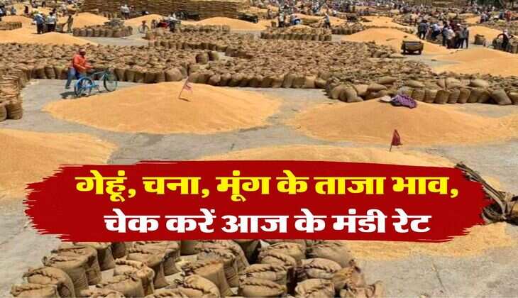 anaj mandi bhav today : गेहूं, चना, मूंग के ताजा भाव, चेक करें आज के मंडी रेट