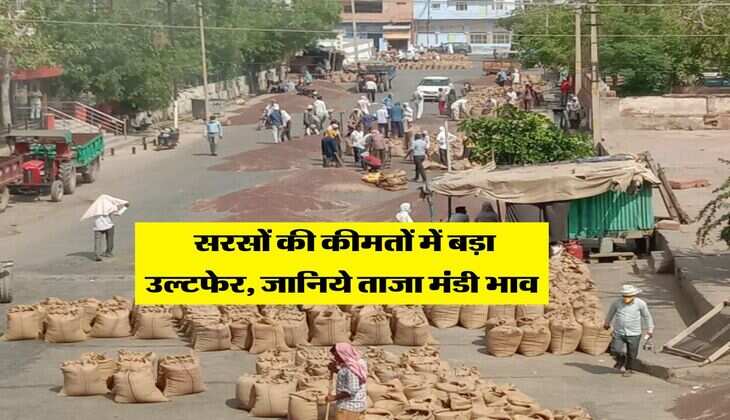 Sarso Rate : सरसों की कीमतों में बड़ा उल्टफेर, जानिये ताजा मंडी भाव