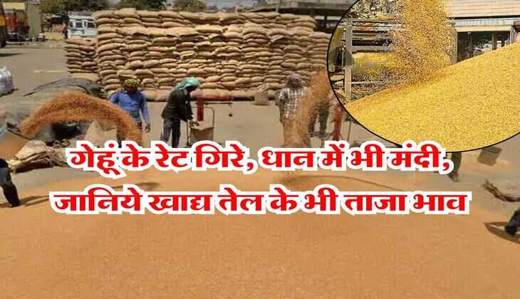 wheat price : गेहूं के रेट गिरे, धान में भी मंदी, जानिये खाद्य तेल के भी ताजा भाव