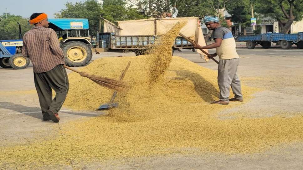 धान मंडी भाव 1 अक्टूबर 2026: 1509 धान का भाव 4655 रुपये तक, देखें सभी मंडियों के ताजा रेट