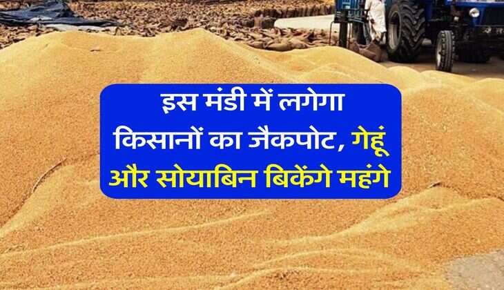 Gehu ka bhav : इस मंडी में लगेगा किसानों का जैकपोट, गेहूं और सोयाबिन बिकेंगे महंगे