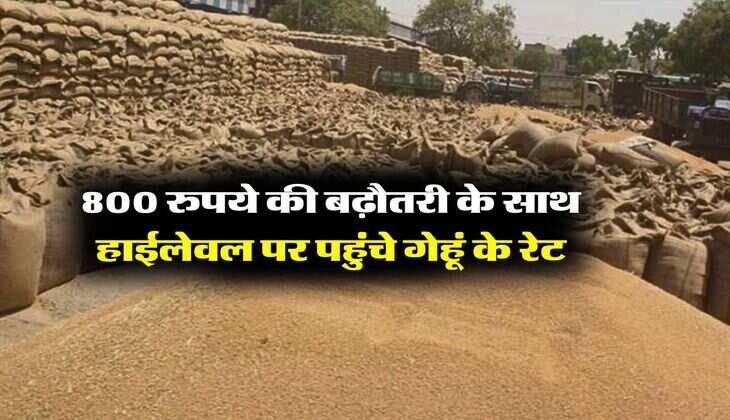 wheat price : 800 रुपये की बढ़ौतरी के साथ हाईलेवल पर पहुंचे गेहूं के रेट, जारी रहेगी तेजी