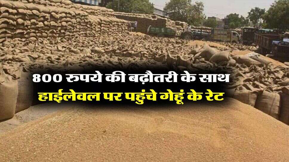 wheat price : 800 रुपये की बढ़ौतरी के साथ हाईलेवल पर पहुंचे गेहूं के रेट, जारी रहेगी तेजी