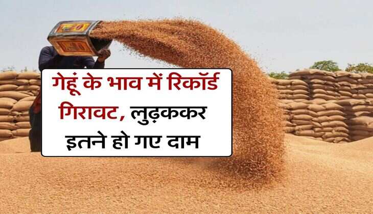 Gehu Ka Bhav 28 July 2025 : गेहूं के भाव में रिकॉर्ड गिरावट, लुढ़ककर इतने हो गए दाम
