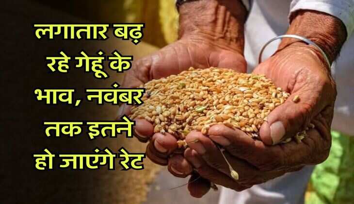 wheat price hike : लगातार बढ़ रहे गेहूं के भाव, नवंबर तक इतने हो जाएंगे रेट