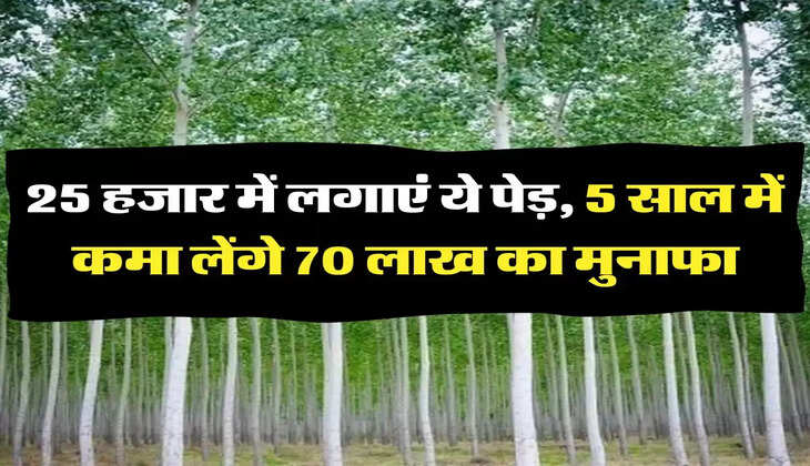Business Idea: 25 हजार में लगाएं ये पेड़, 5 साल में कमा लेंगे 70 लाख का मुनाफा