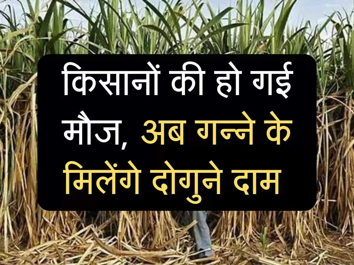 FRP for Sugarcane: किसानों की हो गई मौज, अब गन्ने के मिलेंगे दोगुने दाम 