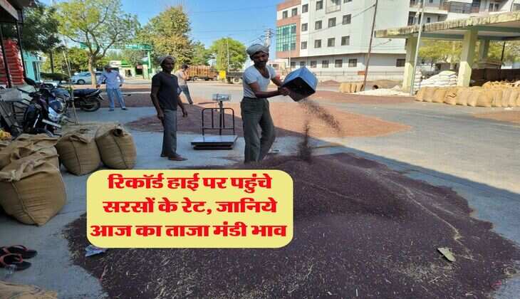 Sarso Rate : रिकॉर्ड हाई पर पहुंचे सरसों के रेट, जानिये आज का ताजा मंडी भाव&nbsp;