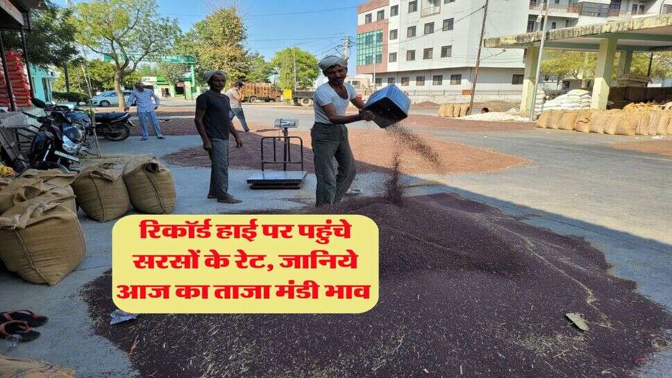 Sarso Rate : रिकॉर्ड हाई पर पहुंचे सरसों के रेट, जानिये आज का ताजा मंडी भाव&nbsp;