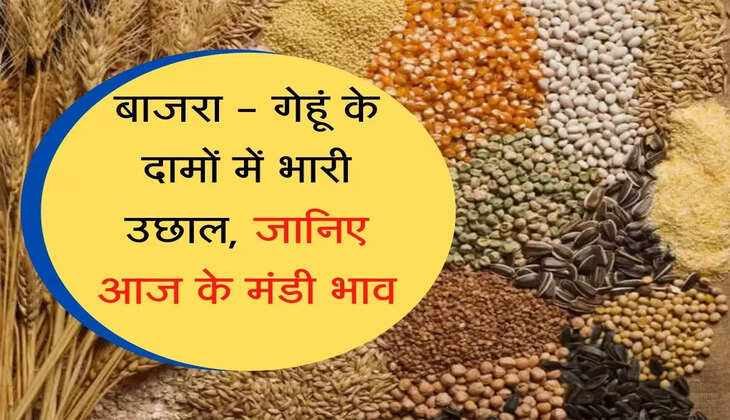 gehu ka taza bhav बाजरा - गेहूं के दामों में भारी उछाल, जानिए आज के मंडी भाव