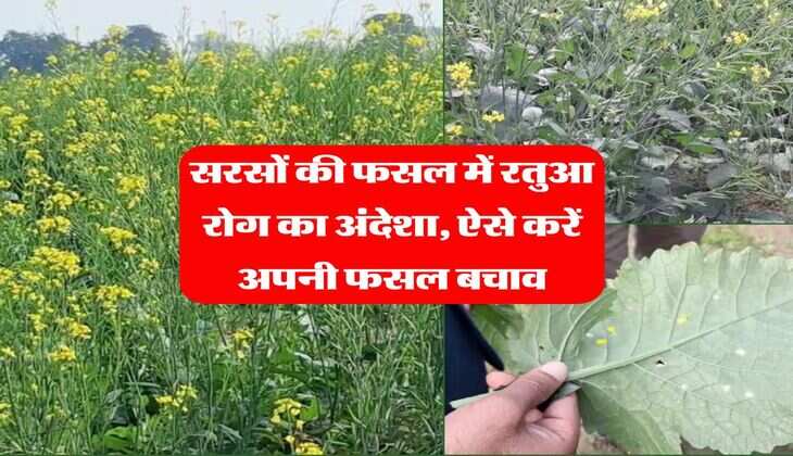Agriculture News : सरसों की फसल में रतुआ रोग का अंदेशा, ऐसे करें अपनी फसल बचाव