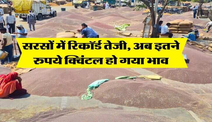 Sarso Ka Bhav : सरसों में रिकॉर्ड तेजी, अब इतने रुपये क्विंटल हो गया भाव