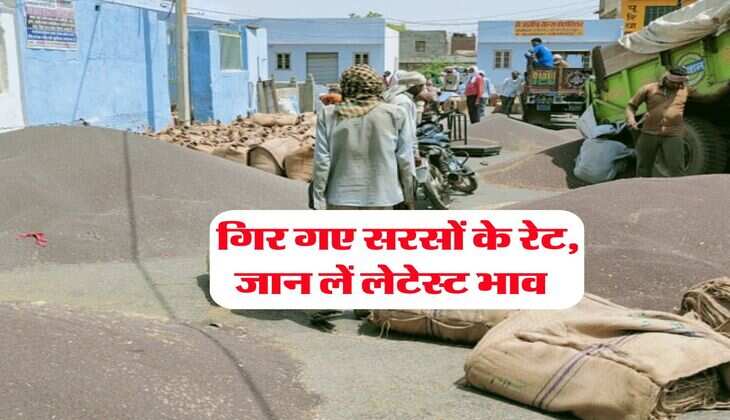 Sarso Rate : गिर गए सरसों के रेट, जान लें लेटेस्ट भाव&nbsp;