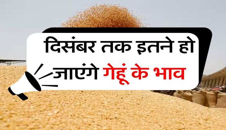 wheat price hike : दिसंबर तक इतने हो जाएंगे गेहूं के भाव