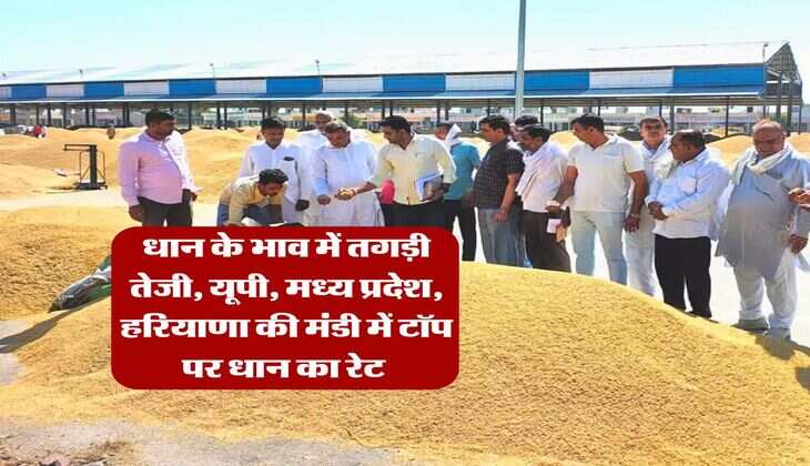 Mandi Bhav Today : धान के भाव में तगड़ी तेजी, यूपी, मध्य प्रदेश, हरियाणा की मंडी में टॉप पर धान का रेट 
