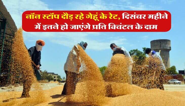 Wheat Rate Hike : नॉन स्टॉप दौड़ रहे गेहूं के रेट, दिसंबर महीने में इतने हो जाएंगे प्रति क्विंटल के दाम 