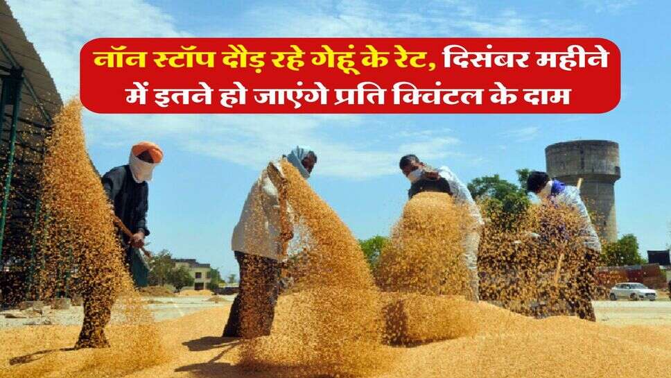 Wheat Rate Hike : नॉन स्टॉप दौड़ रहे गेहूं के रेट, दिसंबर महीने में इतने हो जाएंगे प्रति क्विंटल के दाम&nbsp;
