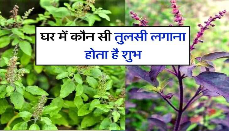 Rama Tulsi Vs Shyama Tulsi : घर में कौन सी तुलसी लगाना होता है शुभ, जानिए दोनों में क्या है फर्क