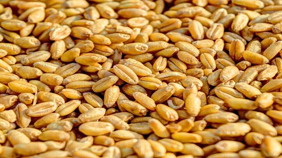 Wheat Rate: गेहूं के भाव में तेजी, एक महीने में 300 रुपए तक बढ़े रेट, जानिए यूपी-MP के गेहूं मंडी भाव