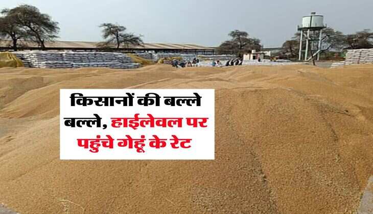 Gehu Mandi Bhav : किसानों की बल्ले बल्ले, हाईलेवल पर पहुंचे गेहूं के रेट&nbsp;