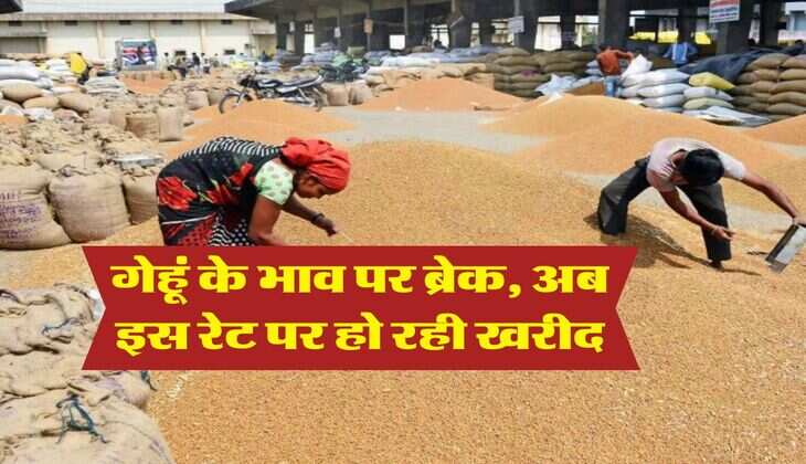 Wheat Rate Down : गेहूं के भाव पर ब्रेक, अब इस रेट पर हो रही खरीद