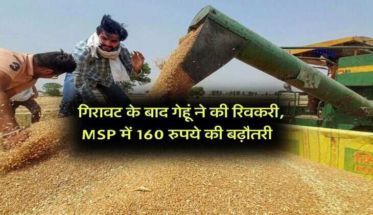 Wheat Rate : गिरावट के बाद गेहूं ने की रिवकरी, MSP में 160 रुपये की बढ़ौतरी&nbsp;