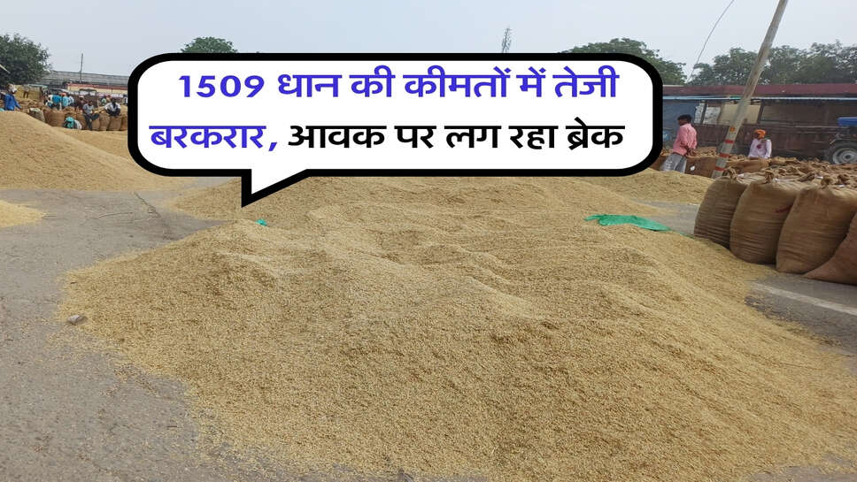 1509 Dhan Price : 1509 धान की कीमतों में तेजी बरकरार, आवक पर लग रहा ब्रेक