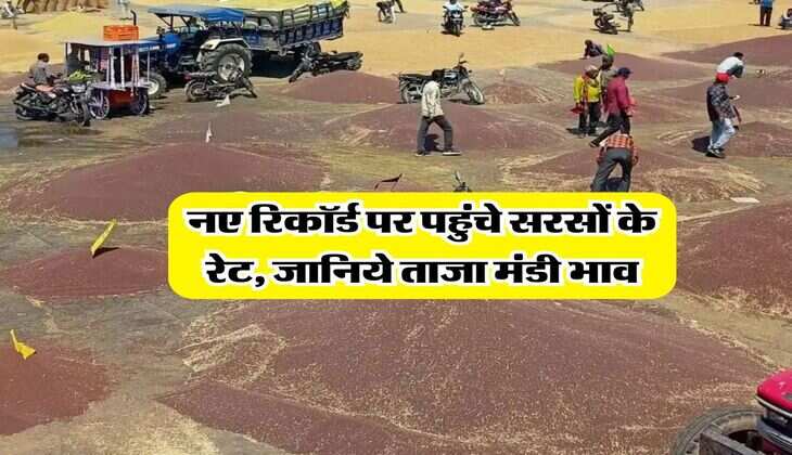 sarso rate today : नए रिकॉर्ड पर पहुंचे सरसों के रेट, जानिये ताजा मंडी भाव​​​​​​​