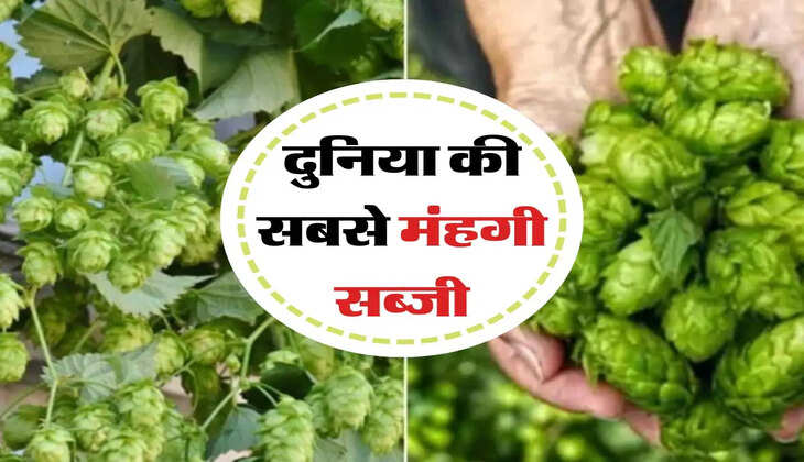 Most Expensive Vegetable : ये सब्जी है दुनिया की सबसे मंहगी, खाना तो दूर कीमत सुनकर उड़ जाएंगे होश