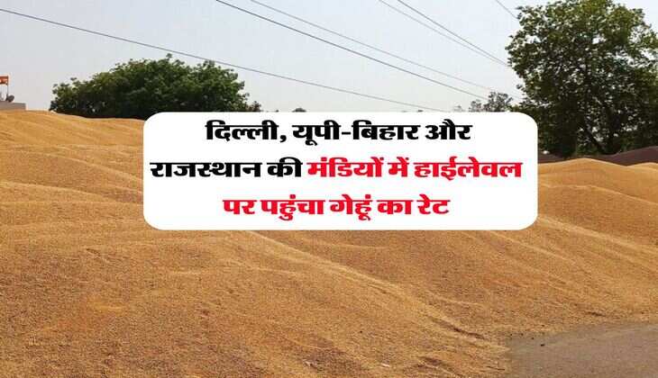 Wheat Rate : दिल्ली, यूपी-बिहार और राजस्थान की मंडियों में हाईलेवल पर पहुंचा गेहूं का रेट