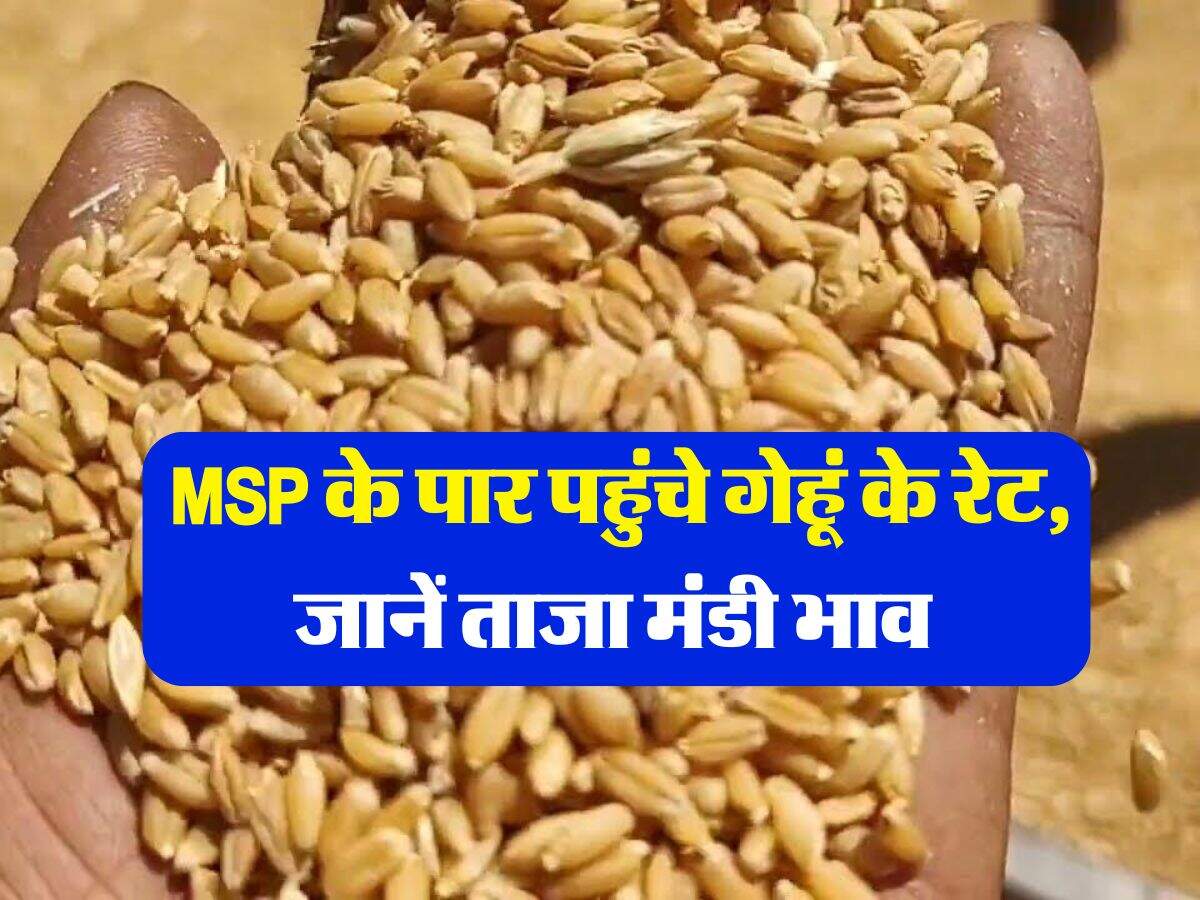 Gehu Ka Rate : MSP के पार पहुंचे गेहूं के रेट, जानें ताजा मंडी भाव