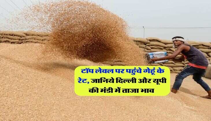 Wheat Rate : टॉप लेवल पर पहुंचे गेहूं के रेट, जानिये दिल्ली और यूपी की मंडी में ताजा भाव 