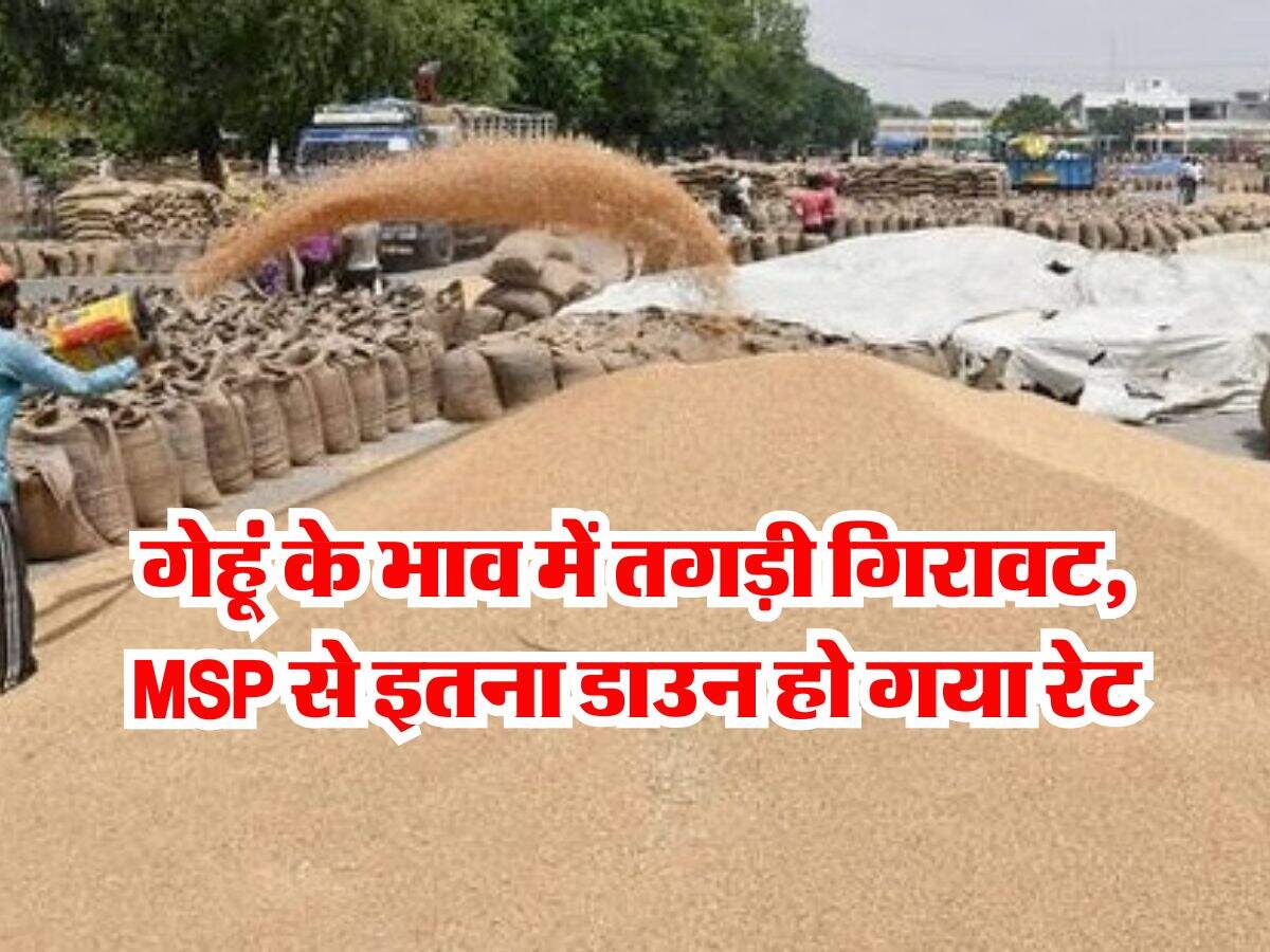 wheat rate down : गेहूं के भाव में तगड़ी गिरावट, MSP से इतना डाउन हो गया रेट