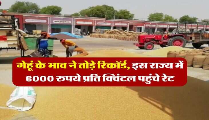 wheat price : गेहूं के भाव ने तोड़े रिकॉर्ड, इस राज्य में 6000 रुपये प्रति क्विंटल पहुंचे रेट