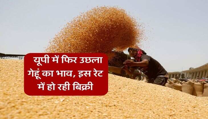 UP Wheat Price : यूपी में फिर उछला गेहूं का भाव, इस रेट में हो रही बिक्री