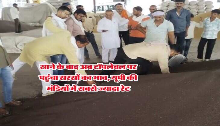 Sarso Rate : साने के बाद अब टॉपलेवल पर पहुंचा सरसों का भाव, यूपी की मंडियों में सबसे ज्यादा रेट