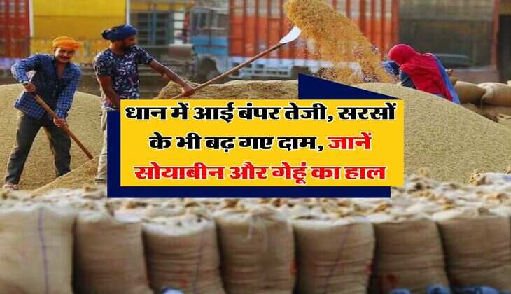 Mandi Bhav : धान में आई बंपर तेजी, सरसों के भी बढ़ गए दाम, जानें सोयाबीन और गेहूं का हाल