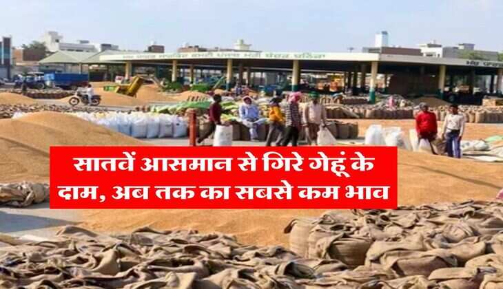 Wheat Rate Down : सातवें आसमान से गिरे गेहूं के दाम, अब तक का सबसे कम भाव