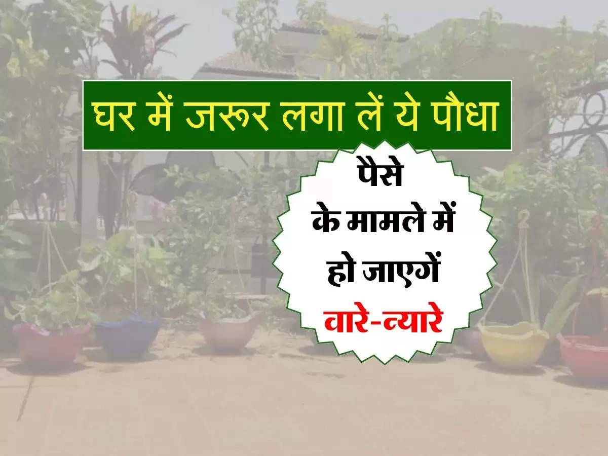 Vastu Tips : घर में जरूर लगा लें ये पौधा, पैसे के मामले में हो जाएगें वारे-न्यारे