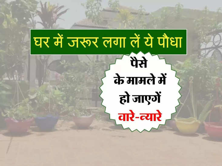 Vastu Tips : घर में जरूर लगा लें ये पौधा, पैसे के मामले में हो जाएगें वारे-न्यारे