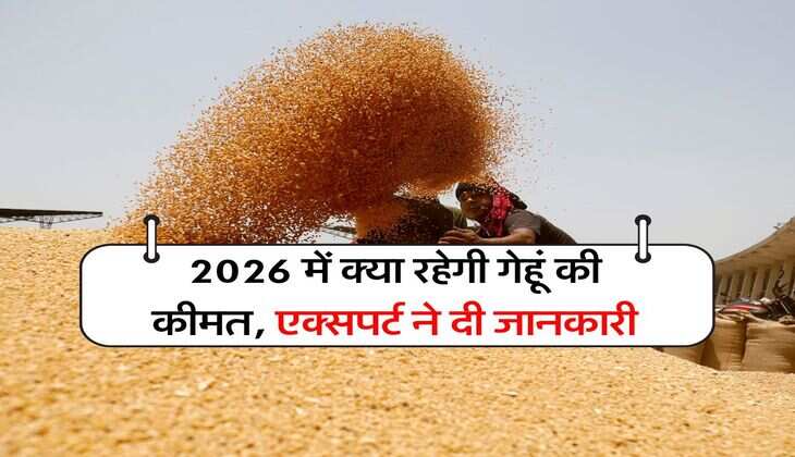 Gehu ki kimat : 2026 में क्या रहेगी गेहूं की कीमत, एक्सपर्ट ने दी जानकारी