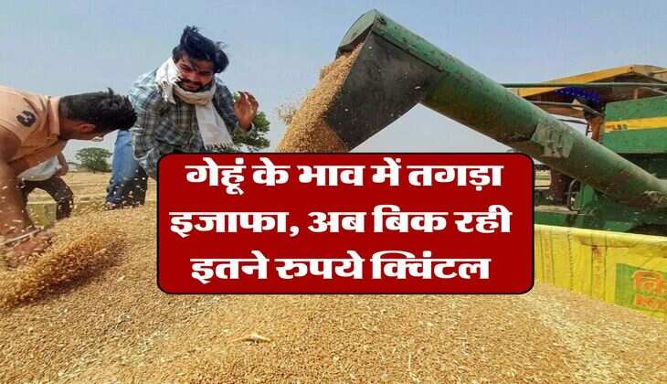 gehu ka bhav 8 august 2025 : गेहूं के भाव में तगड़ा इजाफा, अब बिक रही इतने रुपये क्विंटल