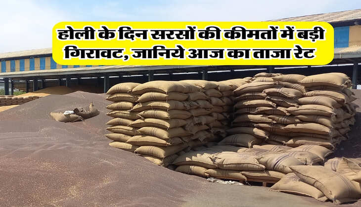 Sarso Rate : होली के दिन सरसों की कीमतों में बड़ी गिरावट, जानिये आज का ताजा रेट&nbsp;
