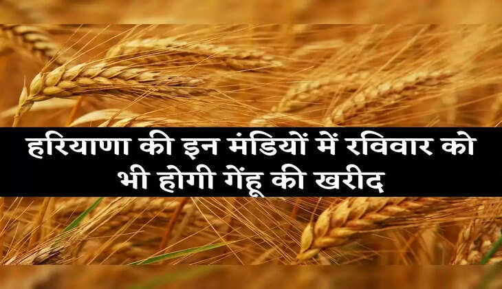 Haryana Mandi Update &nbsp;हरियाणा में रविवार को भी होगी गेंहू की खरीद, बढ़ाई गई मंडियों की संख्या