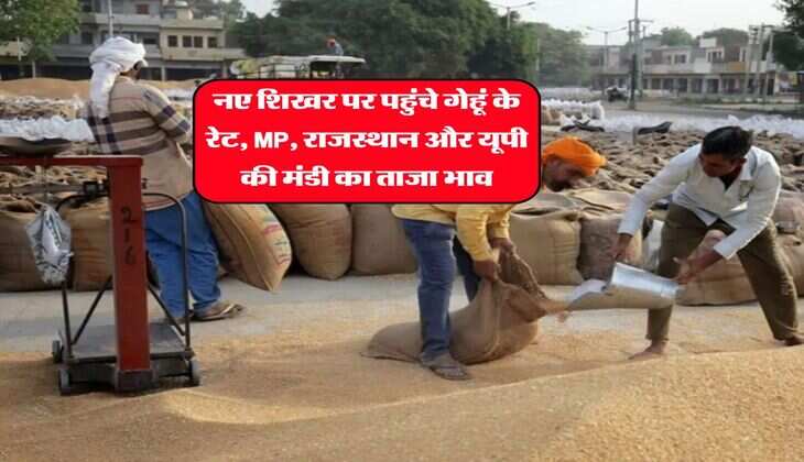 Wheat Rate Today : नए शिखर पर पहुंचे गेहूं के रेट, MP, राजस्थान और यूपी की मंडी का ताजा भाव