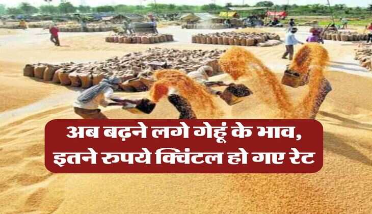wheat price hike : अब बढ़ने लगे गेहूं के भाव, इतने रुपये क्विंटल हो गए रेट